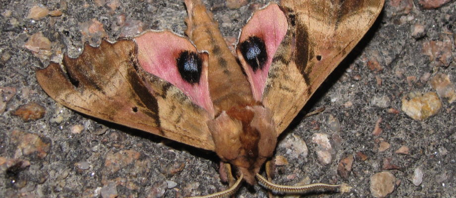 New Moon Moth Night:  A Pleasant Surprise!